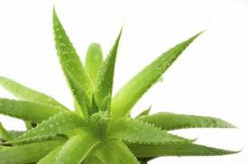 Los beneficios del Aloe Vera